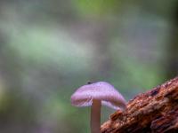 Winziger hellvioletter Pilz an morschem Holz